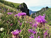 16 Prati fioriti